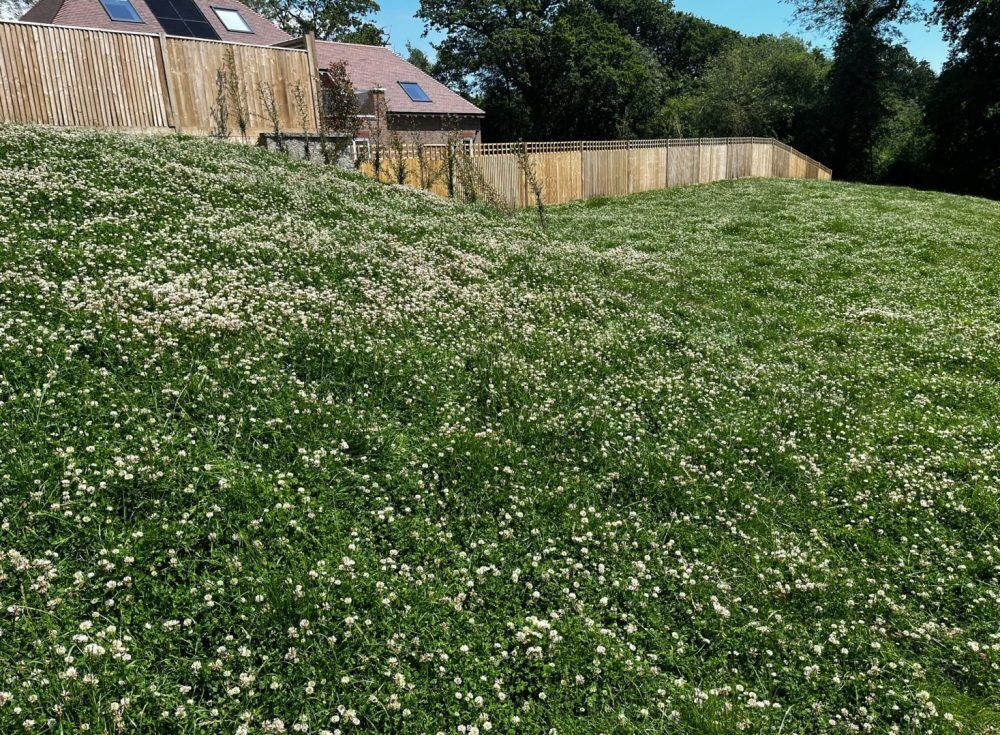 clover turf 4 e1722354675920